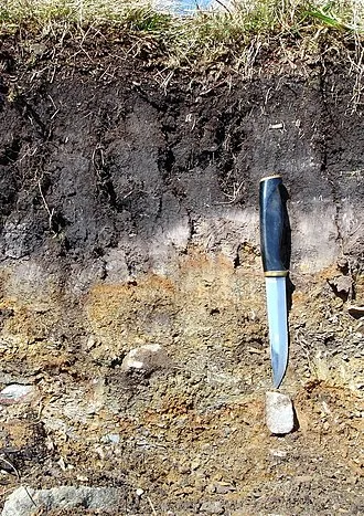Подзолистые почвы. Что такое подзолистые почвы. 2
