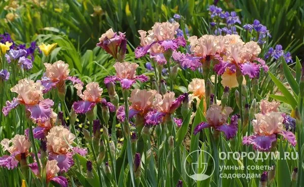Растение недаром названо в честь Ириды – греческой богини радуги – лепестки цветков отличаются необыкновенным разнообразием окрасок