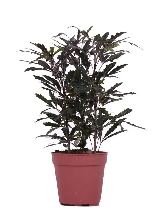 Шеффлера изящнейшая (Schefflera elegantissima)