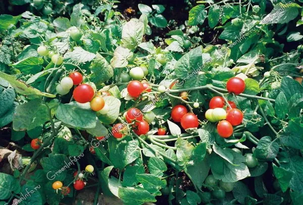 Лучшие сорта помидоров для открытого грунта и теплицы в Средней Полосе России. Томаты коктейльные что это. 4