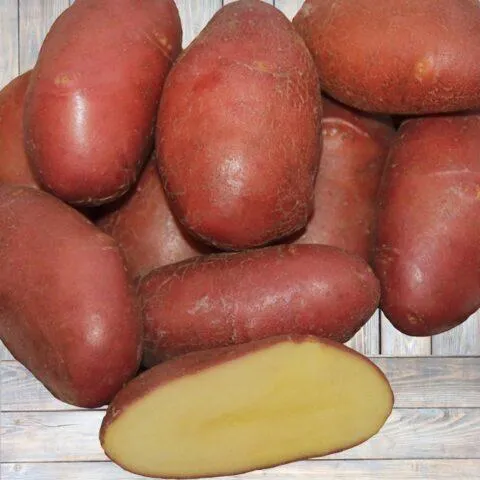 Три цвета картофеля. В чем отличия белых, желтых и красных клубней. Красный картофель для чего лучше использовать. 7