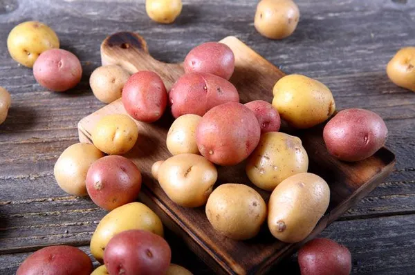 Три цвета картофеля. В чем отличия белых, желтых и красных клубней. Красный картофель для чего лучше использовать. 2