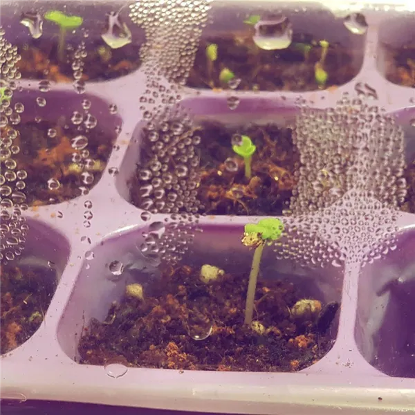 Маттиола седая из семян @edwood09, Instagram