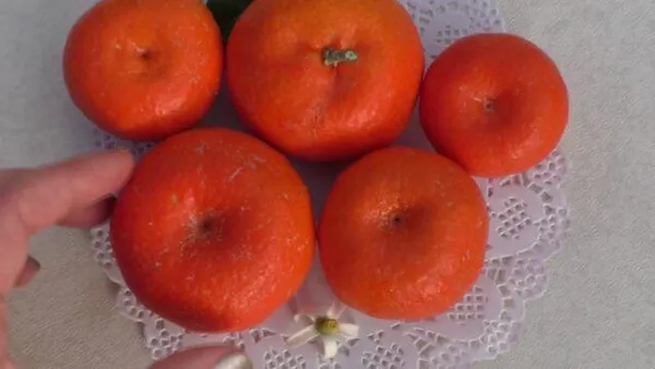 Виды и сорта мандаринов: фото и описание, названия. Красные мандарины как называются. 3