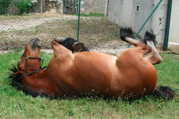 Как спят лошади стоя или лежа - интересный факт