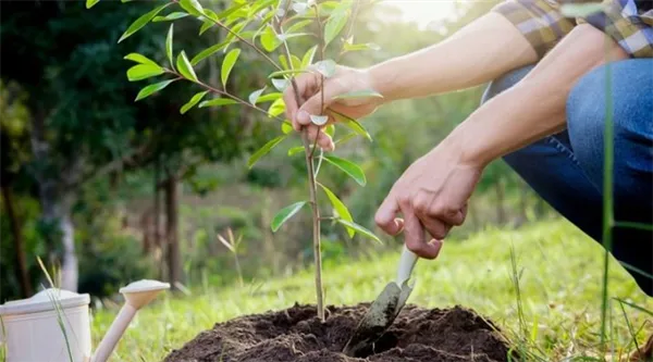 Как правильно посадить деревья. Как посадить дерево пошаговая инструкция. 2