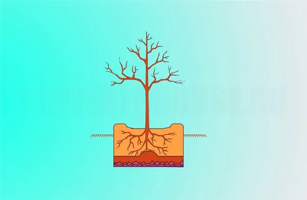 Как правильно посадить деревья. Как посадить дерево пошаговая инструкция. 5