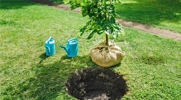 Как правильно посадить деревья. Как посадить дерево пошаговая инструкция. 4
