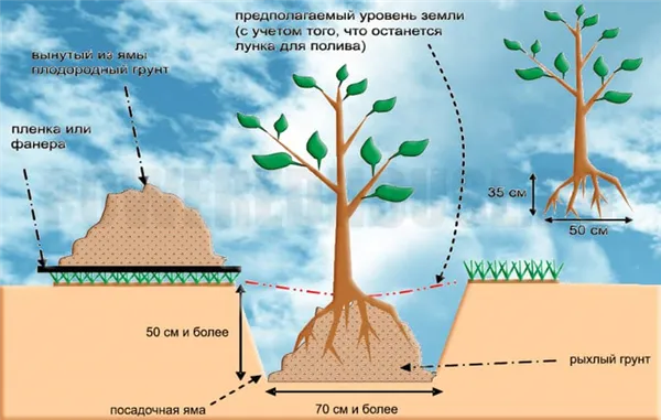 Как правильно посадить деревья. Как посадить дерево пошаговая инструкция. 8
