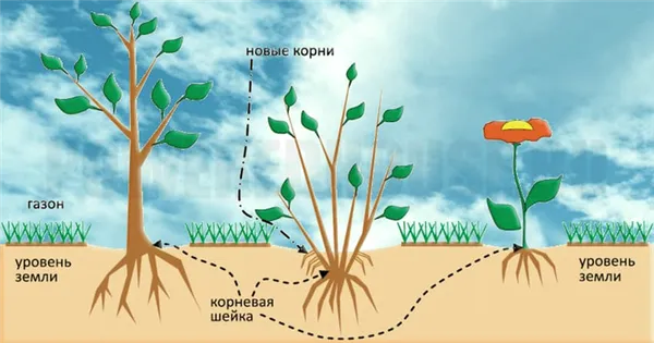 Как правильно посадить деревья. Как посадить дерево пошаговая инструкция. 6