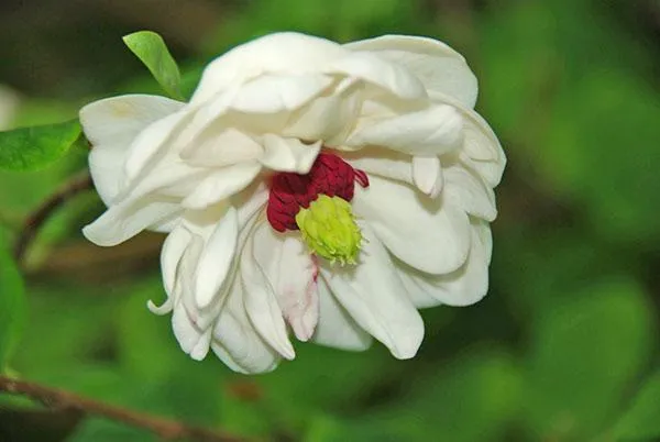 Magnolia sieboldii White Flounces