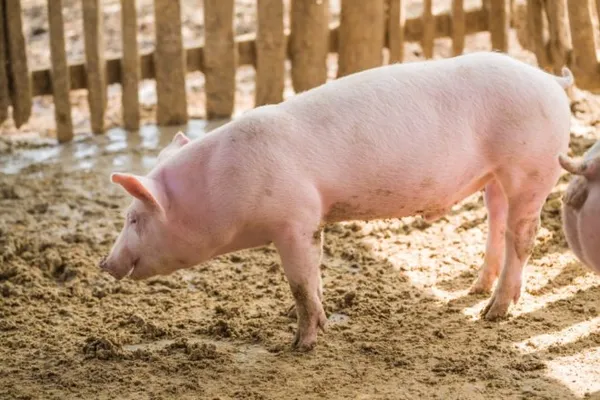 Есть множество пород мясных свиней