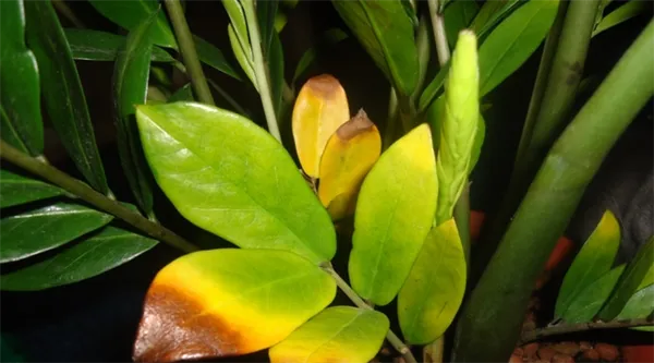 Почему желтеют листья у комнатных растений. Почему желтеют листья у комнатных растений. 2