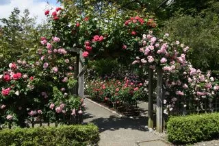 Розы в дизайне сада — где и с какими партнёрами посадить. Как красиво посадить розы. 2