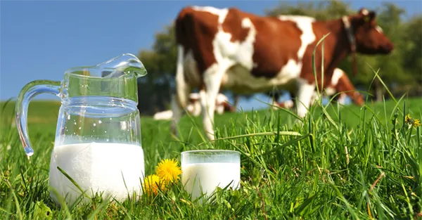 Коровье молоко - источник сливок и сливочного молока