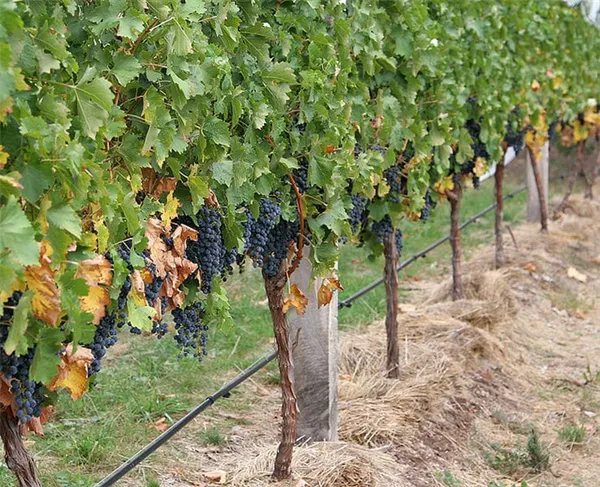 Весенняя подвязка винограда после раскрытия. Как подвязывать виноград весной. 2