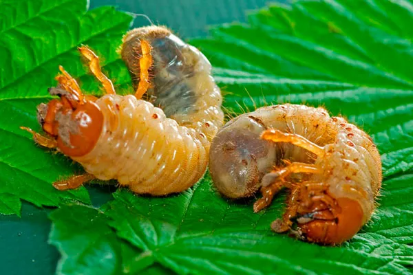 две личинки майского жука 