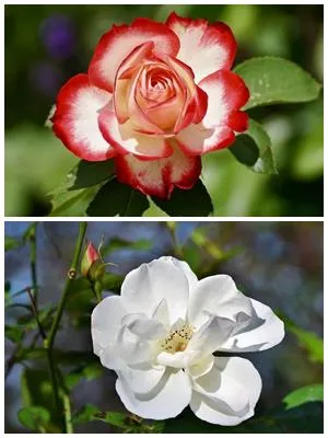 цветок розы и цветок шиповника