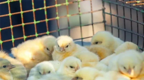 Как сделать и обустроить клетки для цыплят своими руками. Как сделать клетку для цыплят. 2