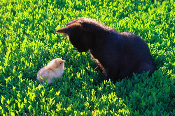 Котёнок и цыплёнок. Друзья или враги?