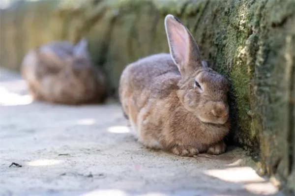 Как спят кролики: с закрытыми или открытыми глазами?