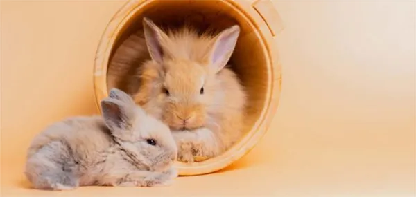 Что делать, если кролик плохо или вообще не спит?