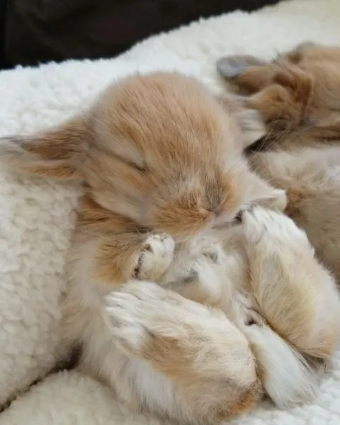 Спящий крольчонок