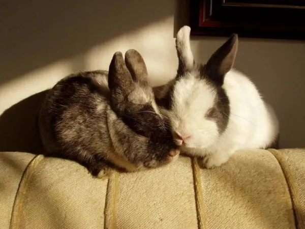 Как спят кролики. Как спят кролики декоративные. 2