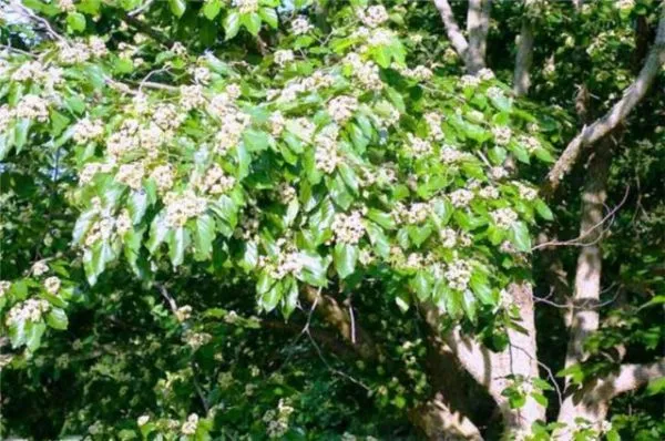 Конфетное дерево (говения сладкая): польза, где растет, как едят плодоножки, свойства, калорийность, фото