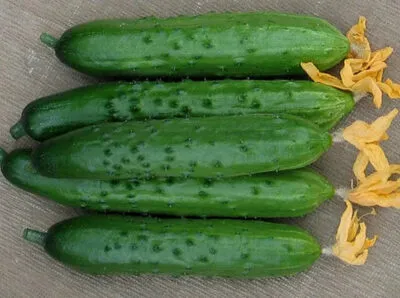 Лучшие сорта салатных огурцов: их выращивание и описание. Как отличить салатные огурцы от засолочных фото. 3