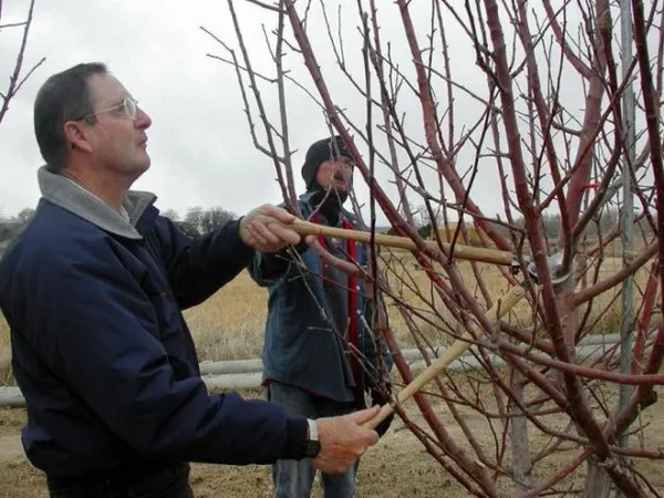 Весенняя обрезка вишни: пошаговые инструкции. Как обрезать вишню весной. 3