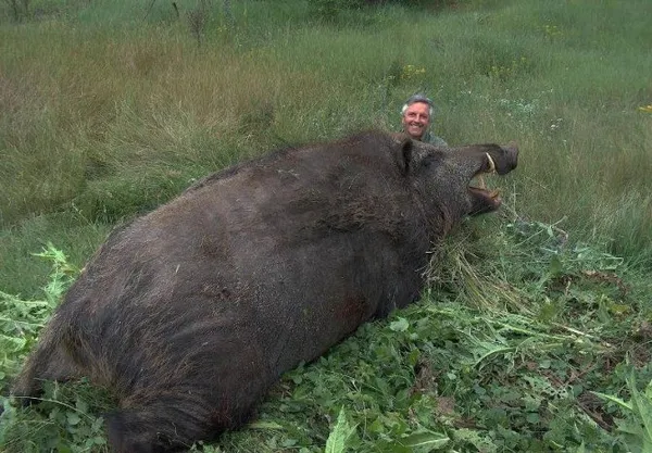 Самые большие свиньи в мире. Сколько весит кабан дикий. 2