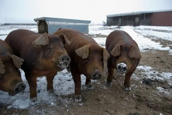Дюрок - крупная порода свиней, популярная в США