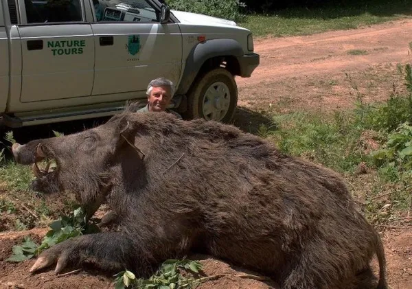 Самые большие свиньи в мире. Сколько весит кабан дикий. 3
