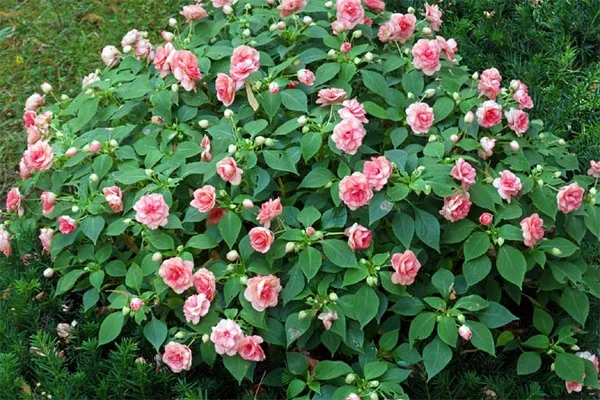 Бальзамин садовый: посадка и уход, фото уличных цветов на клумбе. Как выглядит цветок бальзамин. 7