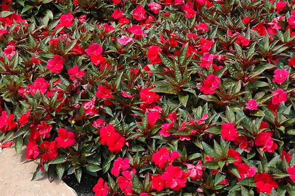 Бальзамин садовый: посадка и уход, фото уличных цветов на клумбе. Как выглядит цветок бальзамин. 9