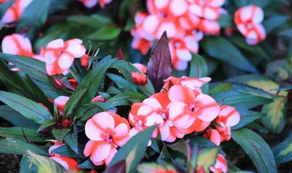 Бальзамин садовый: посадка и уход, фото уличных цветов на клумбе. Как выглядит цветок бальзамин. 8