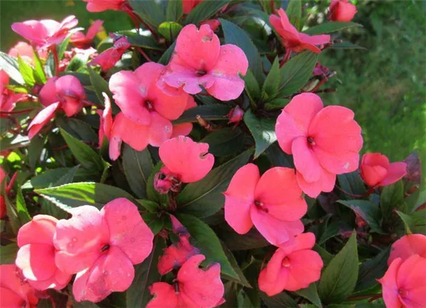 Бальзамин садовый: посадка и уход, фото уличных цветов на клумбе. Как выглядит цветок бальзамин. 25