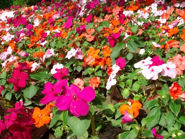 Бальзамин садовый: посадка и уход, фото уличных цветов на клумбе. Как выглядит цветок бальзамин. 20