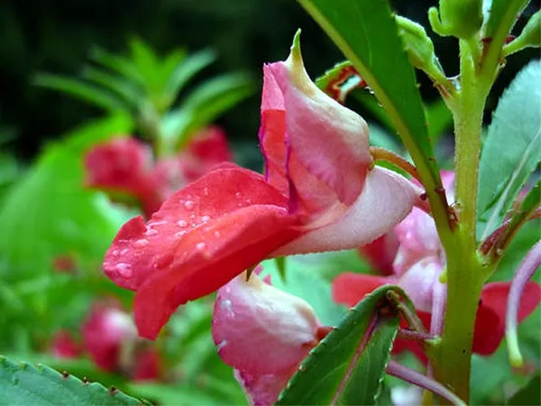 Бальзамин садовый: посадка и уход, фото уличных цветов на клумбе. Как выглядит цветок бальзамин. 21