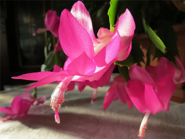 цветение-шлюмбергеры-розовым-цветом-фото