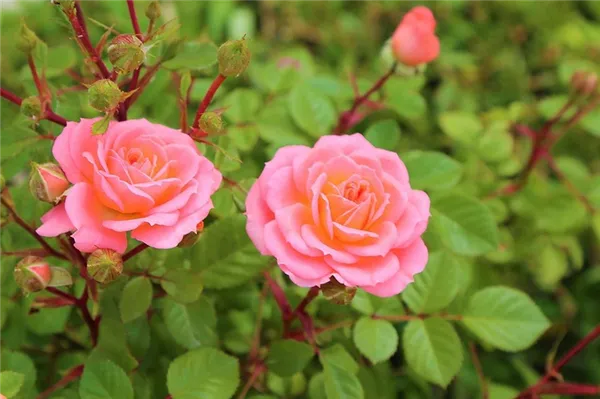 Какие розы самые зимостойкие: шпаргалка для начинающего цветовода. Какие розы самые лучшие для частного сада. 6