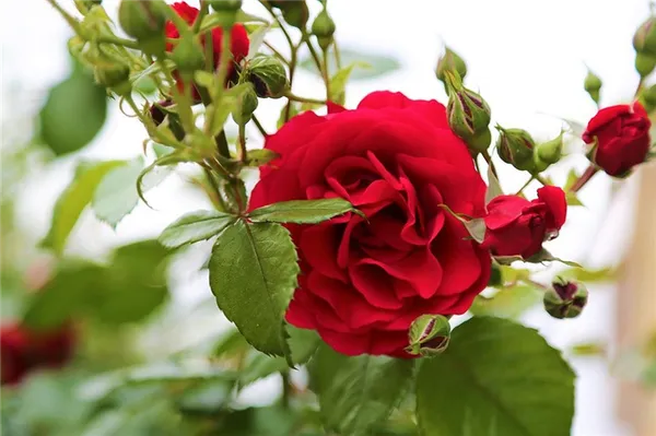 Какие розы самые зимостойкие: шпаргалка для начинающего цветовода. Какие розы самые лучшие для частного сада. 5