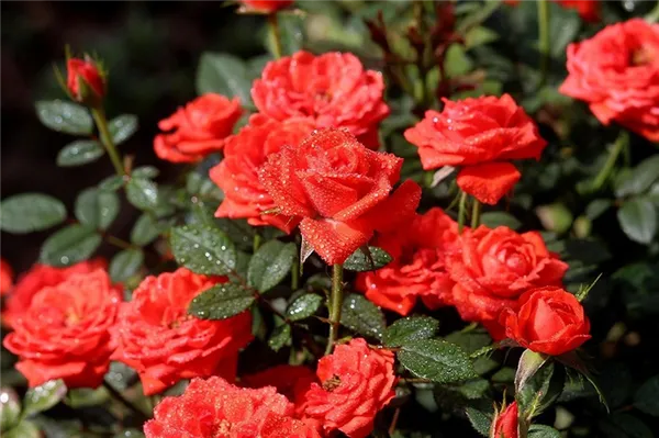 Какие розы самые зимостойкие: шпаргалка для начинающего цветовода. Какие розы самые лучшие для частного сада. 3