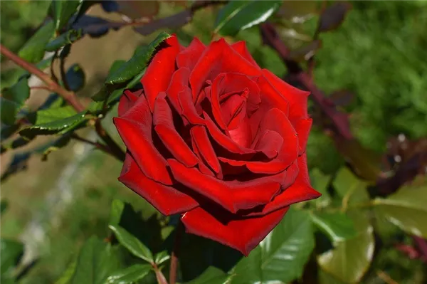 Какие розы самые зимостойкие: шпаргалка для начинающего цветовода. Какие розы самые лучшие для частного сада. 2
