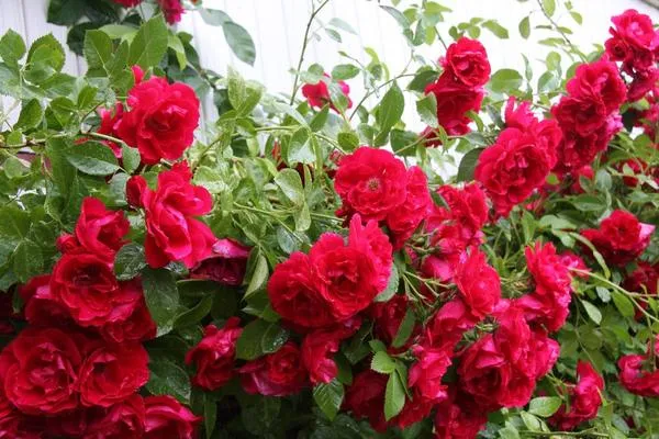 Оформление клумбы с розами: полезные советы и 65+ фото красивых композиций