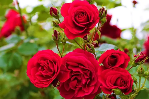Какие розы самые зимостойкие: шпаргалка для начинающего цветовода. Какие розы самые лучшие для частного сада. 4