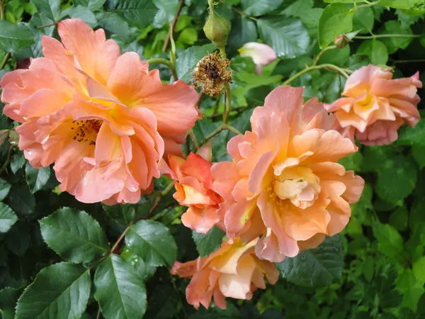 От выбора места до ухода: правильная посадка плетистой розы весной в открытый грунт