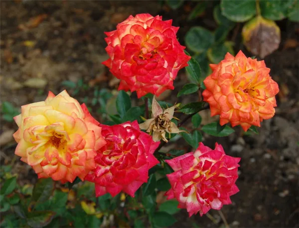 Какие розы самые лучшие для частного сада — описания популярных видов 