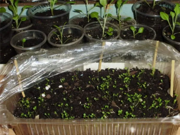 Когда сеять (сажать) петунию на рассаду в 2023 году? Хитрости посева семян петунии в домашних условиях. Петунья когда сажать семена на рассаду. 4